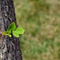 Growth